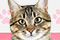 I Love Finding Cats Collector's Edition + 2 Gratis Standard Editions